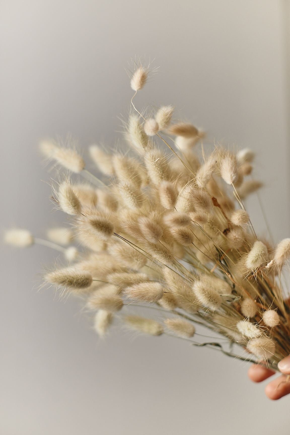 Natural dried lagurus - natural color bunny tails / wholesale dried flowers